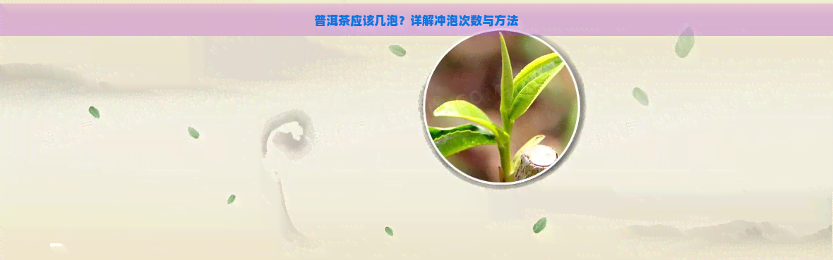 普洱茶应该几泡？详解冲泡次数与方法