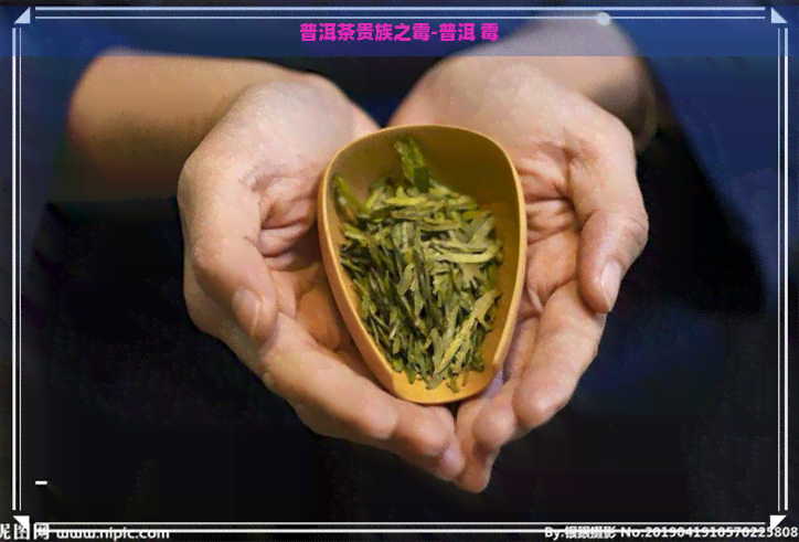 普洱茶贵族之霉-普洱 霉