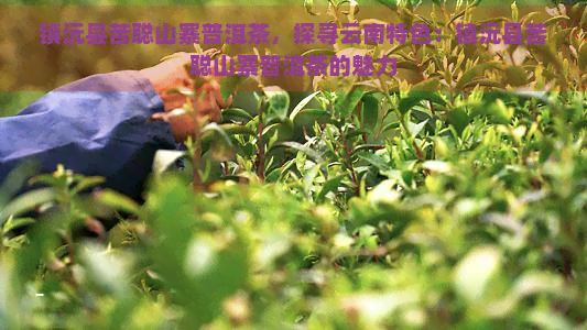 镇沅县苦聪山寨普洱茶，探寻云南特色：镇沅县苦聪山寨普洱茶的魅力