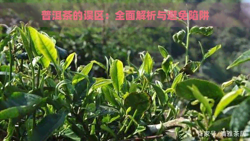 普洱茶的误区：全面解析与避免陷阱