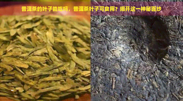 普洱茶的叶子能吃吗，普洱茶叶子可食用？揭开这一神秘面纱