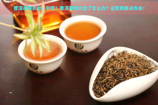 普洱茶饼长虫，别慌！普洱茶饼长虫了怎么办？这里有解决办法！