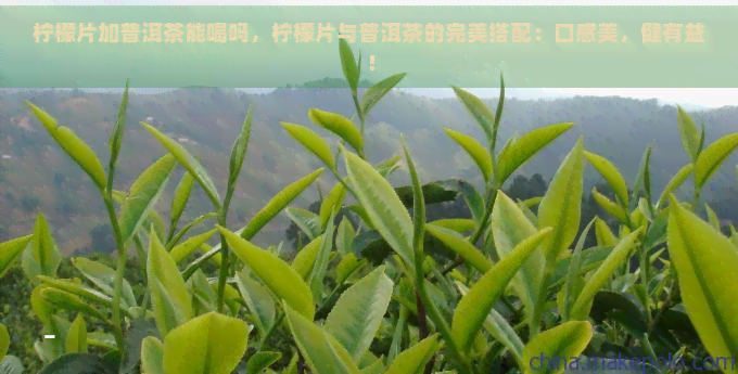 柠檬片加普洱茶能喝吗，柠檬片与普洱茶的完美搭配：口感美，健有益！