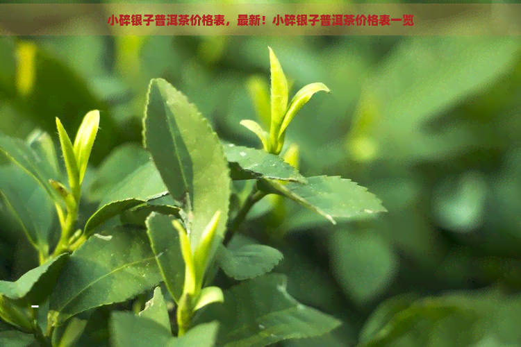 小碎银子普洱茶价格表，最新！小碎银子普洱茶价格表一览