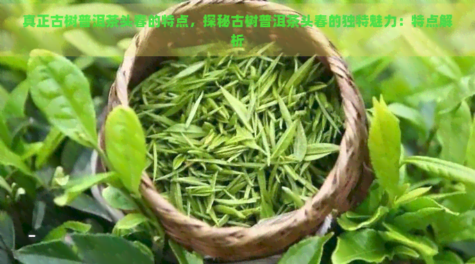 真正古树普洱茶头春的特点，探秘古树普洱茶头春的独特魅力：特点解析