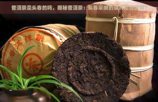 普洱茶是头春的吗，揭秘普洱茶：头春采摘的茶叶是否选择？