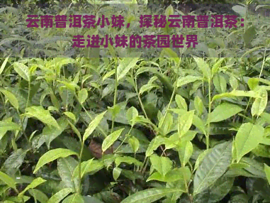 云南普洱茶小妹，探秘云南普洱茶：走进小妹的茶园世界