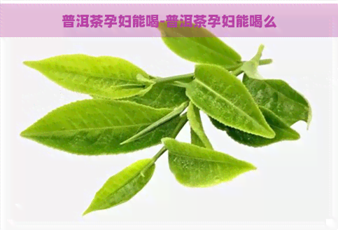 普洱茶孕妇能喝-普洱茶孕妇能喝么