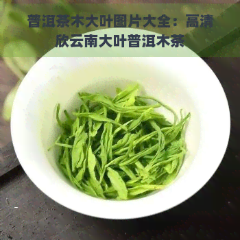 普洱茶木大叶图片大全：高清欣云南大叶普洱木茶