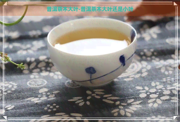 普洱茶木大叶-普洱茶木大叶还是小叶