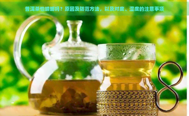 普洱茶怕蟑螂吗？原因及防范方法，以及对度、湿度的注意事项