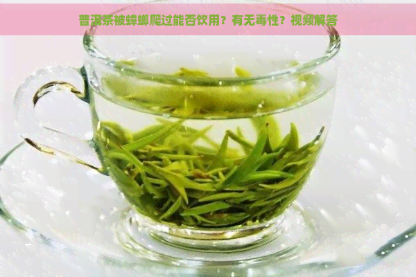 普洱茶被蟑螂爬过能否饮用？有无性？视频解答