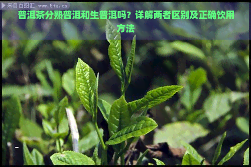 普洱茶分熟普洱和生普洱吗？详解两者区别及正确饮用方法