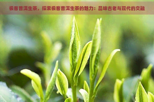 极客普洱生茶，探索极客普洱生茶的魅力：品味古老与现代的交融