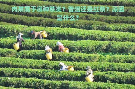 肉茶属于哪种茶类？普洱还是红茶？原因是什么？