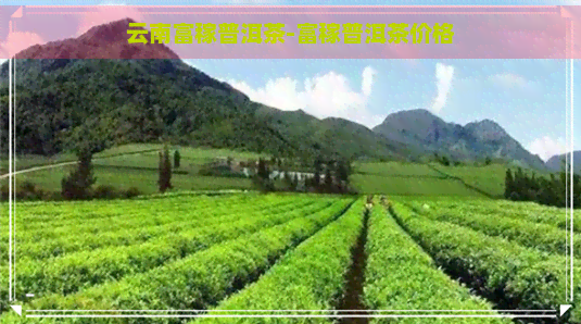 云南富稼普洱茶-富稼普洱茶价格