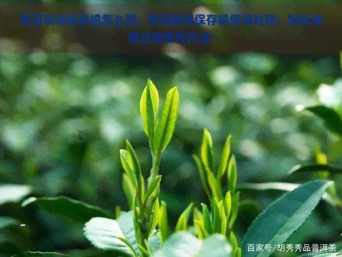 普洱茶饼保存机怎么用，普洱茶饼保存机使用教程：轻松掌握正确操作方法！