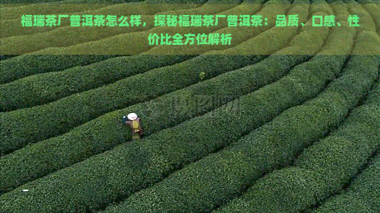 福瑞茶厂普洱茶怎么样，探秘福瑞茶厂普洱茶：品质、口感、性价比全方位解析