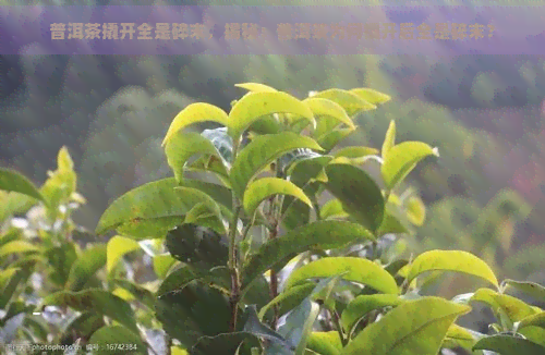 普洱茶撬开全是碎末，揭秘：普洱茶为何撬开后全是碎末？