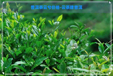 普洱茶云兮价格-云茶牌普洱