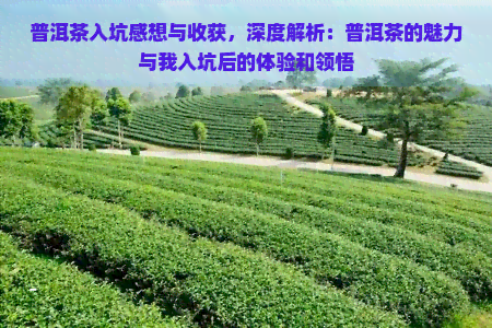 普洱茶入坑感想与收获，深度解析：普洱茶的魅力与我入坑后的体验和领悟