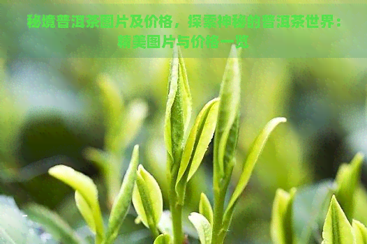 秘境普洱茶图片及价格，探索神秘的普洱茶世界：精美图片与价格一览