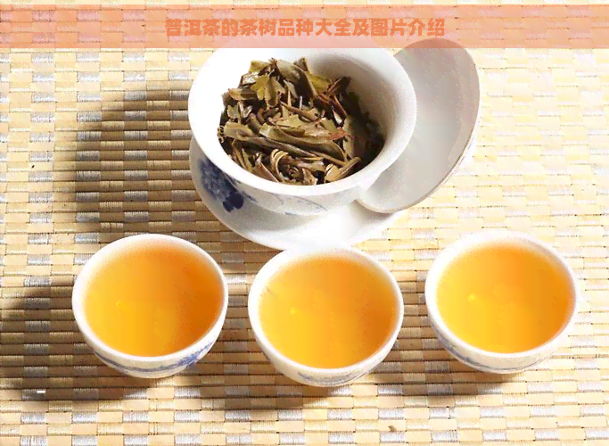 普洱茶的茶树品种大全及图片介绍