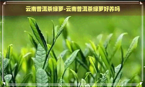 云南普洱茶绿萝-云南普洱茶绿萝好养吗