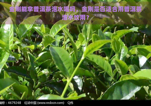 金刚能拿普洱茶泡水喝吗，金刚是否适合用普洱茶泡水饮用？