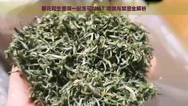 菊花和生普洱一起泡可以吗？功效与禁忌全解析