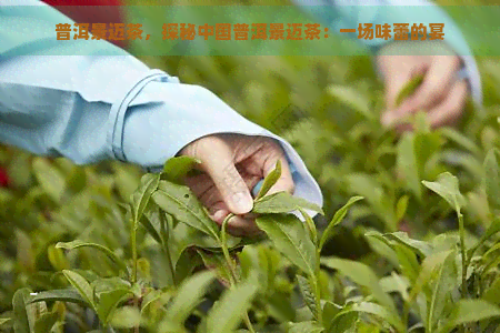 普洱景迈茶，探秘中国普洱景迈茶：一场味蕾的宴