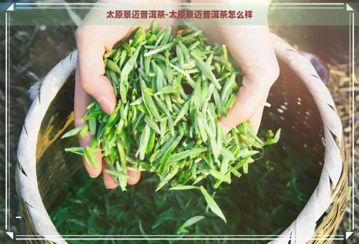 太原景迈普洱茶-太原景迈普洱茶怎么样