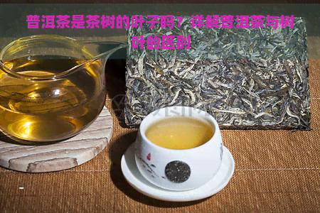 普洱茶是茶树的叶子吗？详解普洱茶与树叶的区别