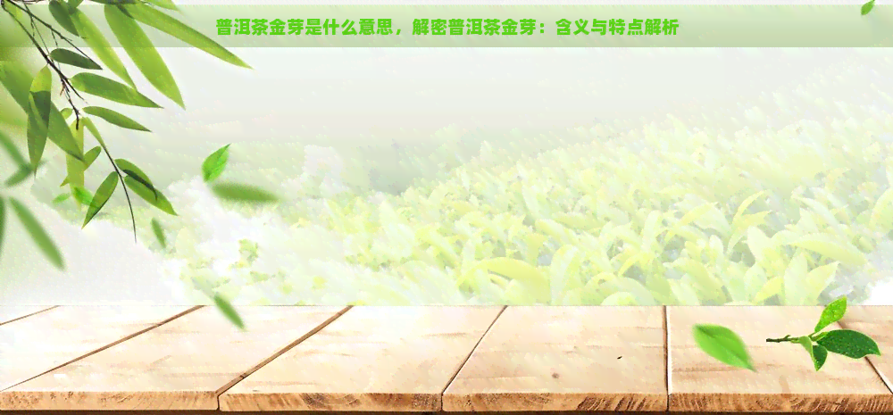 普洱茶金芽是什么意思，解密普洱茶金芽：含义与特点解析