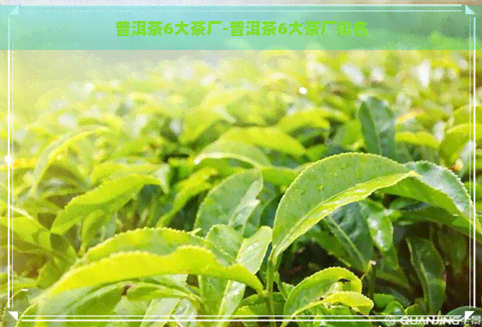 普洱茶6大茶厂-普洱茶6大茶厂排名