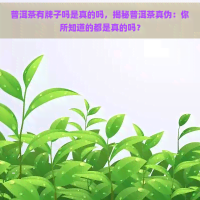 普洱茶有牌子吗是真的吗，揭秘普洱茶真伪：你所知道的都是真的吗？