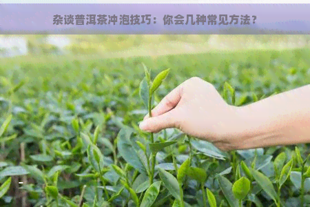 杂谈普洱茶冲泡技巧：你会几种常见方法？