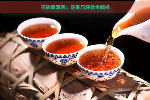 古树普洱茶：好处与坏处全解析