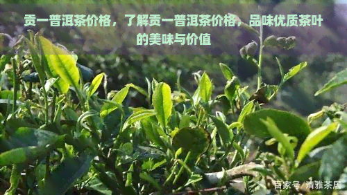 贡一普洱茶价格，了解贡一普洱茶价格，品味优质茶叶的美味与价值