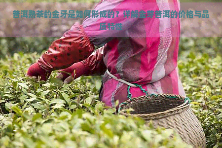 普洱熟茶的金牙是如何形成的？详解金芽普洱的价格与品质特性