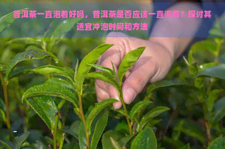 普洱茶一直泡着好吗，普洱茶是否应该一直泡着？探讨其适宜冲泡时间和方法