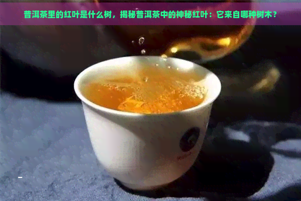 普洱茶里的红叶是什么树，揭秘普洱茶中的神秘红叶：它来自哪种树木？