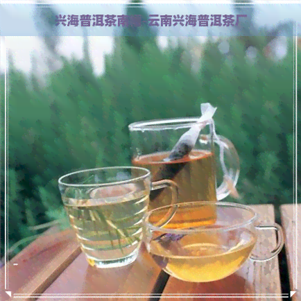 兴海普洱茶南糯-云南兴海普洱茶厂