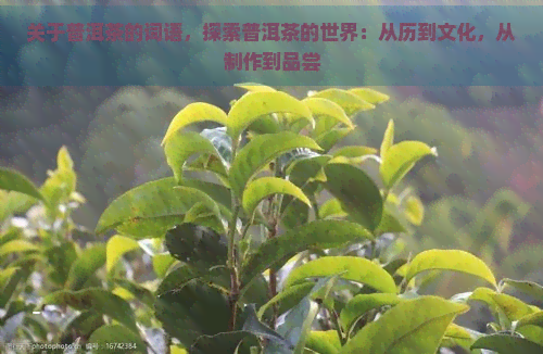 关于普洱茶的词语，探索普洱茶的世界：从历到文化，从制作到品尝