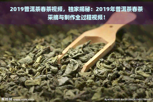 2019普洱茶春茶视频，独家揭秘：2019年普洱茶春茶采摘与制作全过程视频！