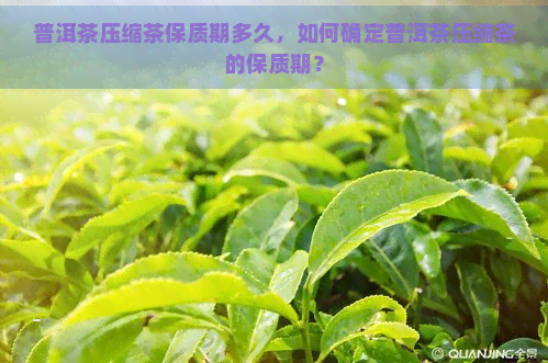 普洱茶压缩茶保质期多久，如何确定普洱茶压缩茶的保质期？