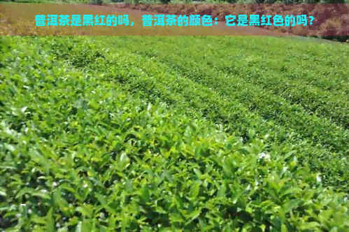 普洱茶是黑红的吗，普洱茶的颜色：它是黑红色的吗？