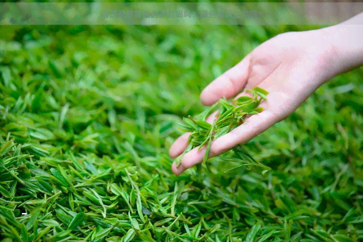 普洱茶是黑色的还能喝吗？颜色发黑正常吗？