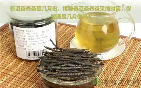 普洱茶春茶是几月份，揭秘普洱茶春茶采摘时间，你知道是几月份吗？