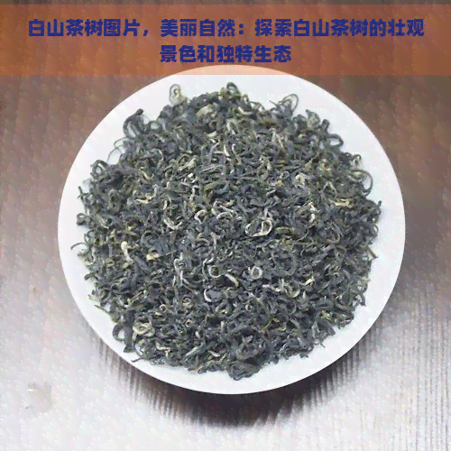 白山茶树图片，美丽自然：探索白山茶树的壮观景色和独特生态